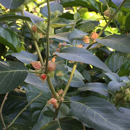 ASHWAGANDHA 'Vedic' --Withania somnifera--