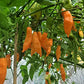 PEPPER 'Ají Mango' --Capsicum baccatum--