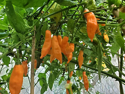 PEPPER 'Ají Mango'