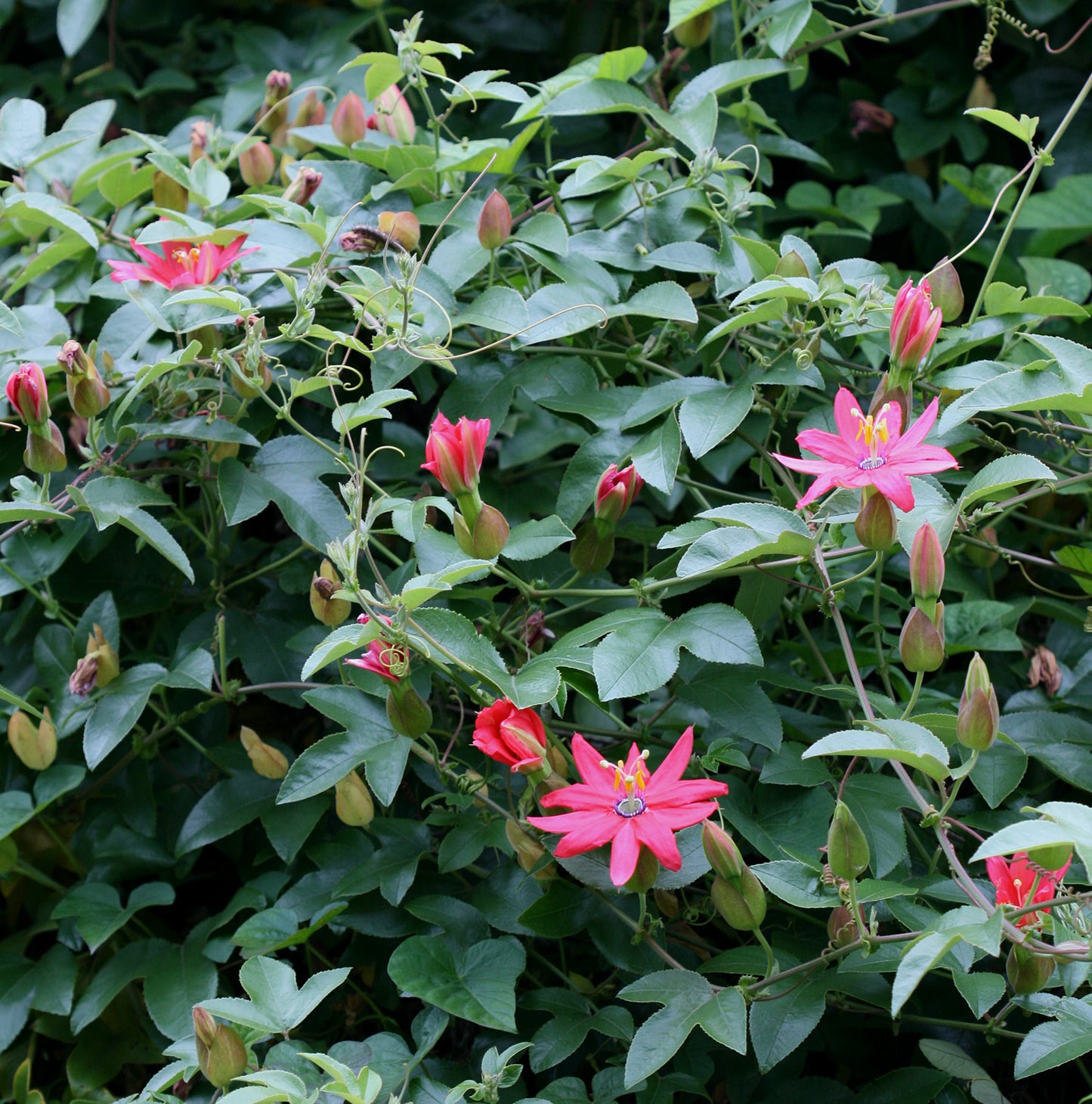 PASSIONFLOWER 'Tumbo' --Passiflora mixta--