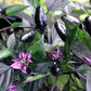 PEPPER 'Royal Black'