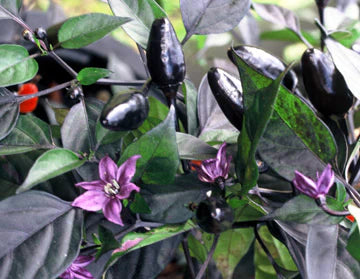 PEPPER 'Royal Black'