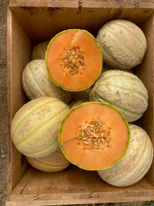 MELON 'Golden Gopher Muskmelon'