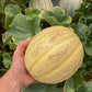 MELON 'Golden Gopher Muskmelon'
