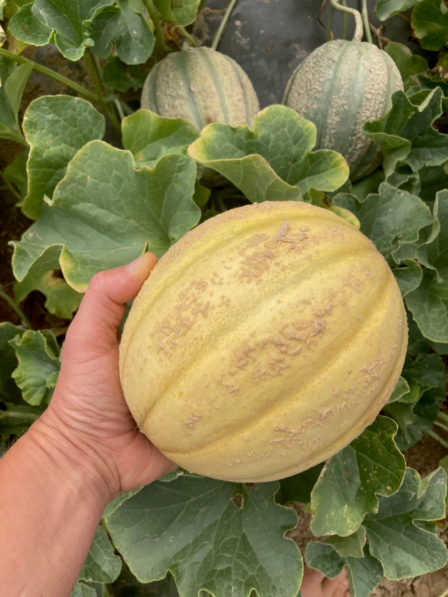 MELON 'Golden Gopher Muskmelon'