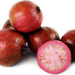 GUAVA 'Strawberry' --Psidium cattleyanum--