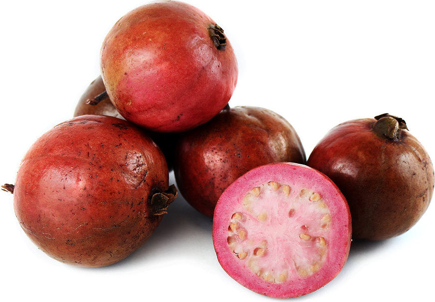 GUAVA 'Strawberry' --Psidium cattleyanum--