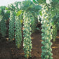BRUSSELS SPROUT 'Long Island Improved'