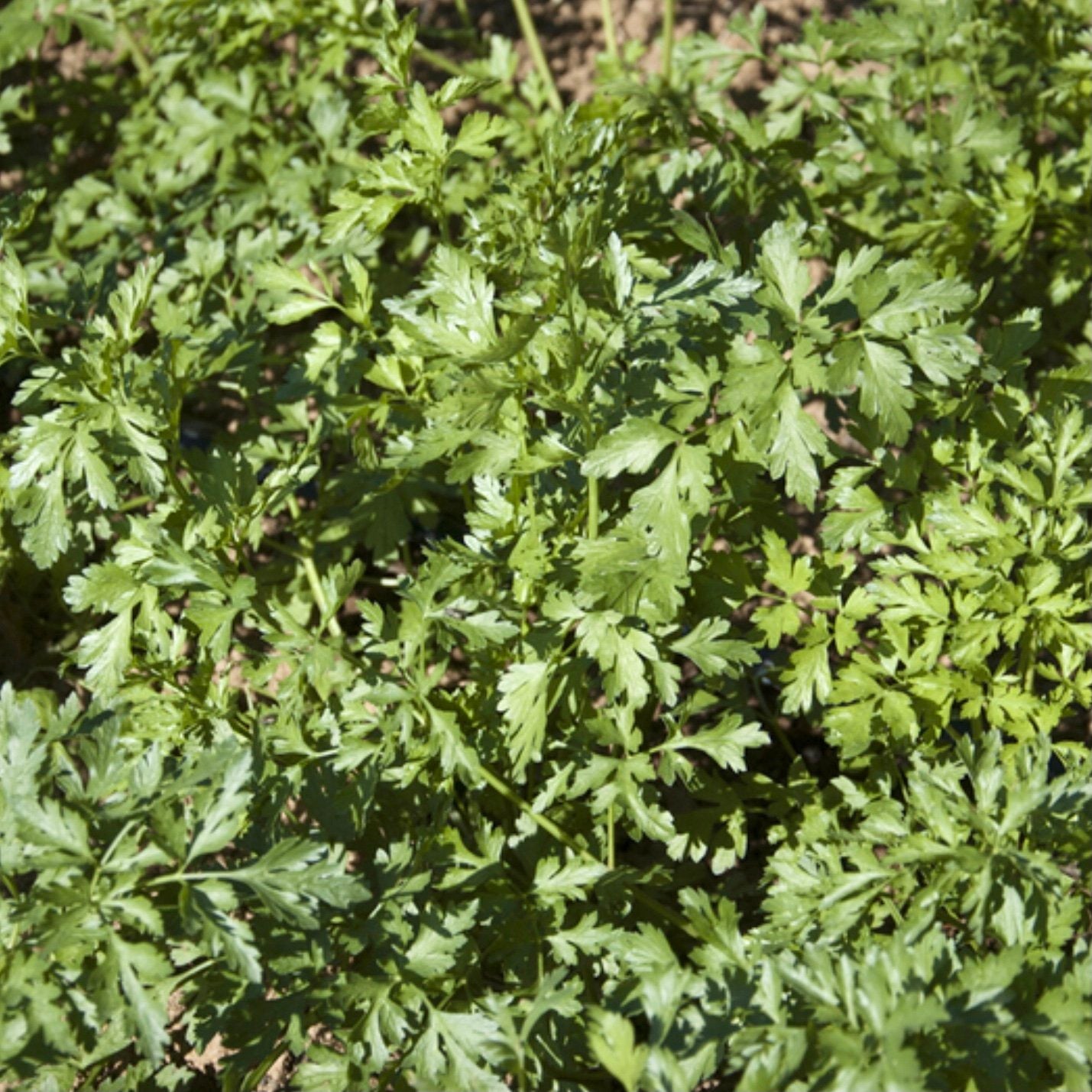 PARSLEY 'Hungarian Landrace' --Petroselinum crispum--