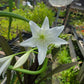 Crinum --Alba Lily--