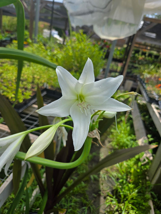Crinum --Alba Lily--