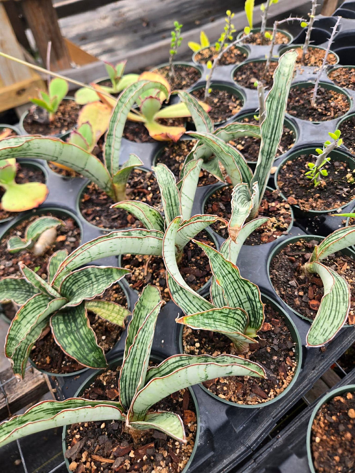 Sansevieria phupramorn 'Delight' x. rhodesiana --Cleopatra Snake Plant--