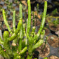 Euphorbia leucodendron 'Variegata' --Variegated Cat Tail Cactus--