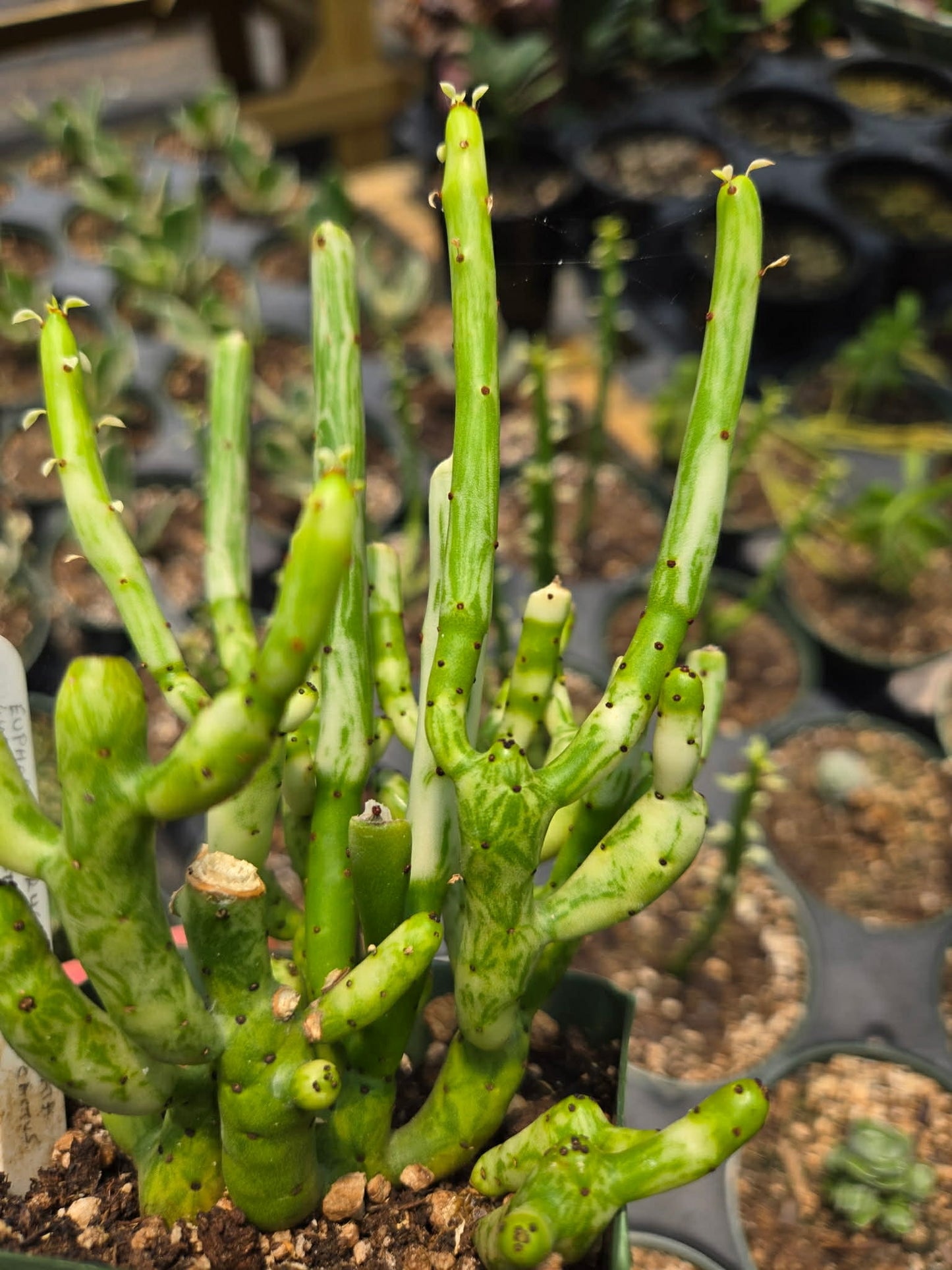Euphorbia leucodendron 'Variegata' --Variegated Cat Tail Cactus--