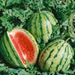 MELON 'Dixie Queen Watermelon'