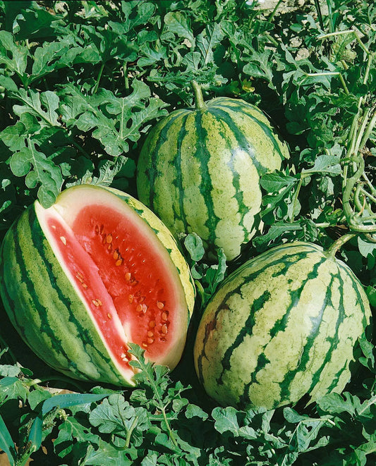 MELON 'Dixie Queen Watermelon'