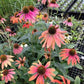 CONEFLOWER 'Cheyenne Spirit' --Echinacea hybrida--