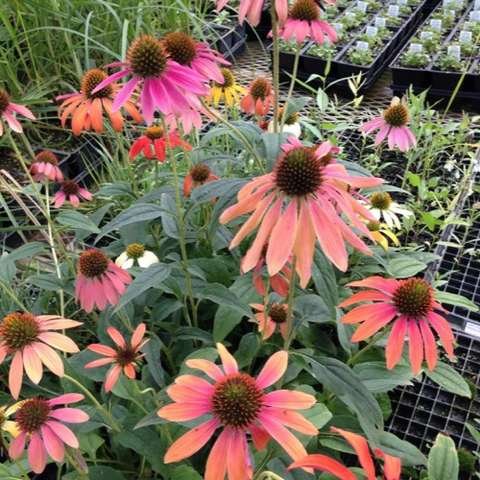 CONEFLOWER 'Cheyenne Spirit' --Echinacea hybrida--