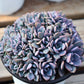 Graptoveria 'Debbie'