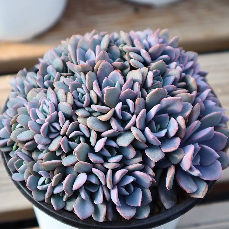Graptoveria 'Debbie'