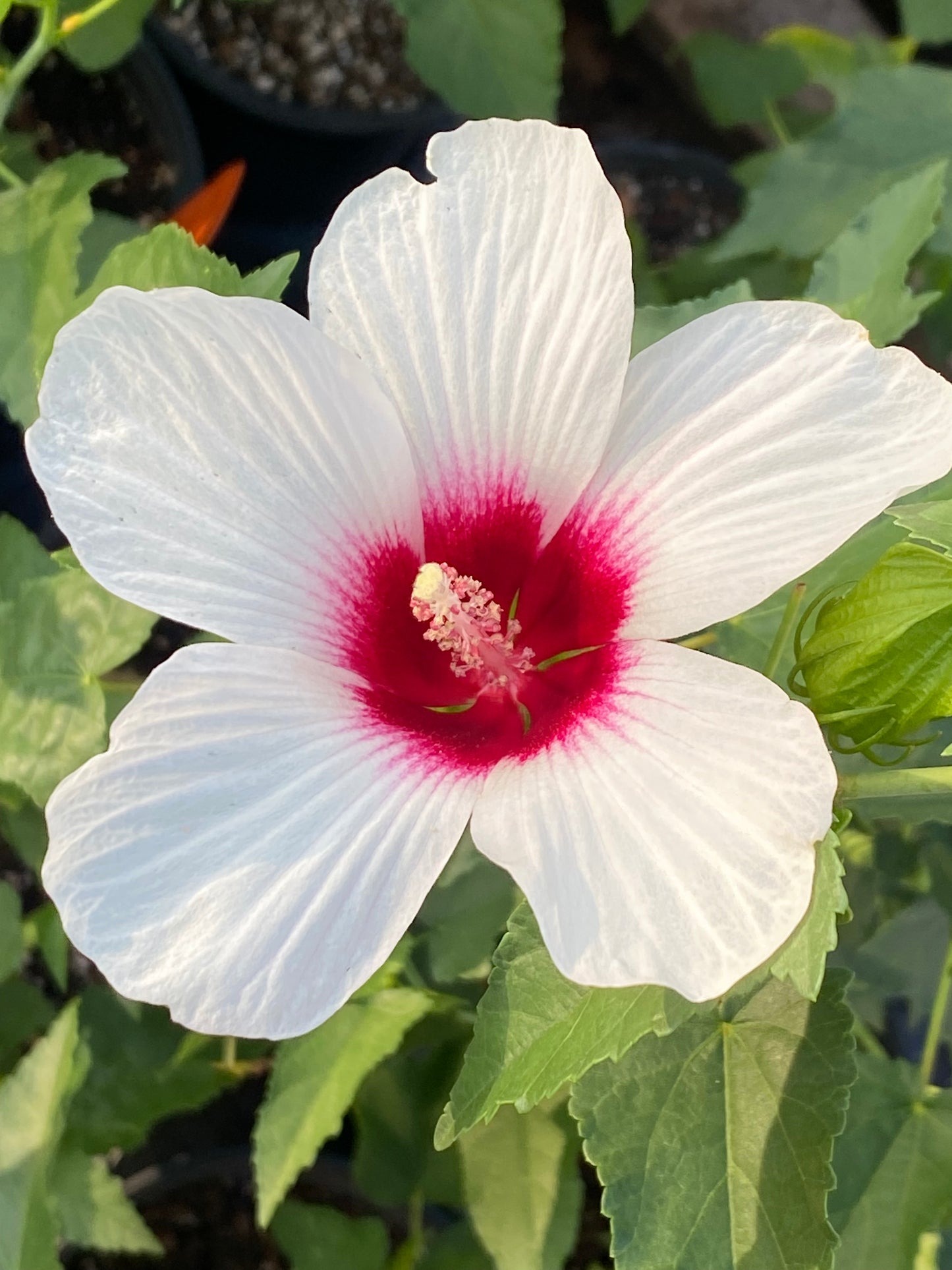Hibiscus laevis --Halberdleaf Rosemallow--