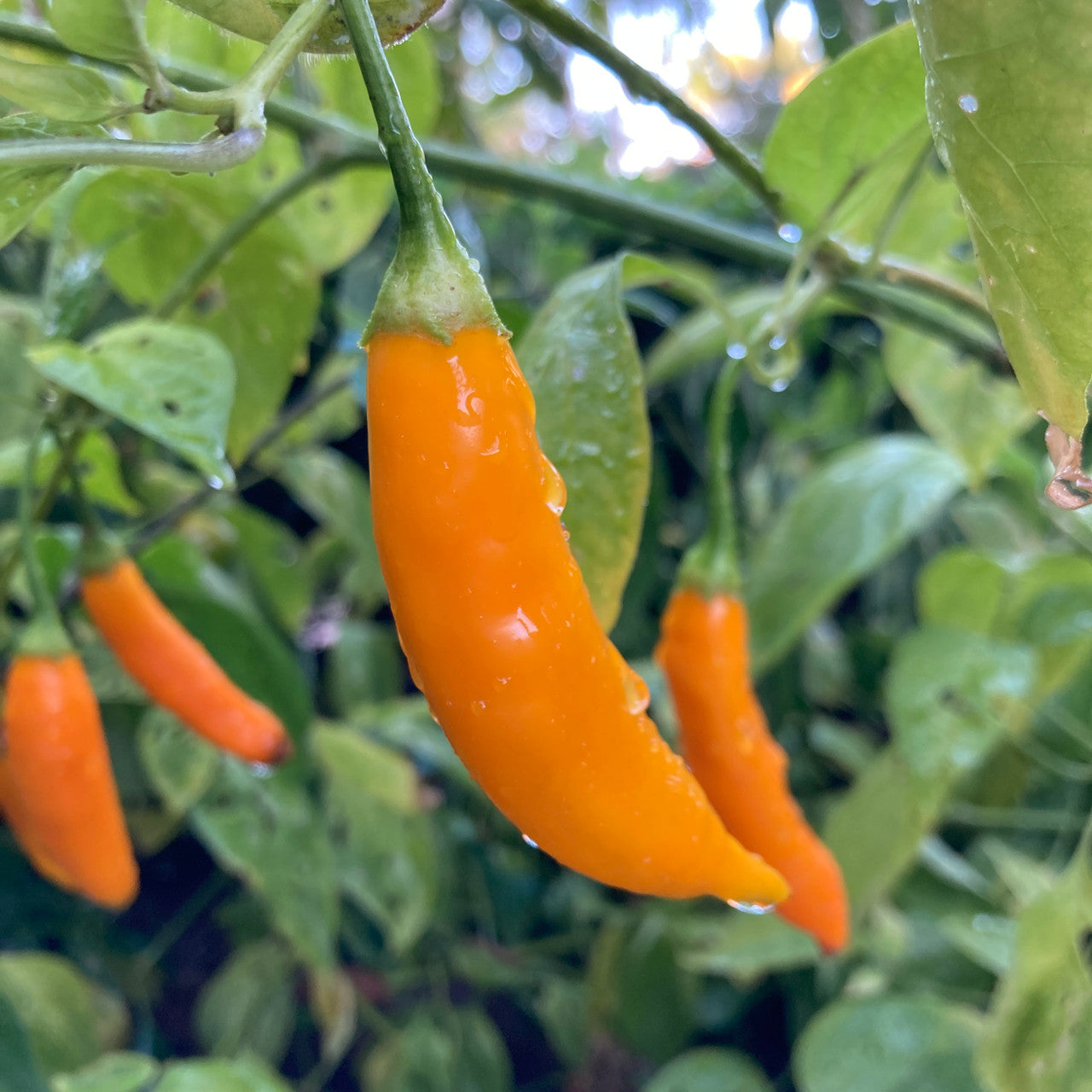 PEPPER 'Ají Mango' --Capsicum baccatum--