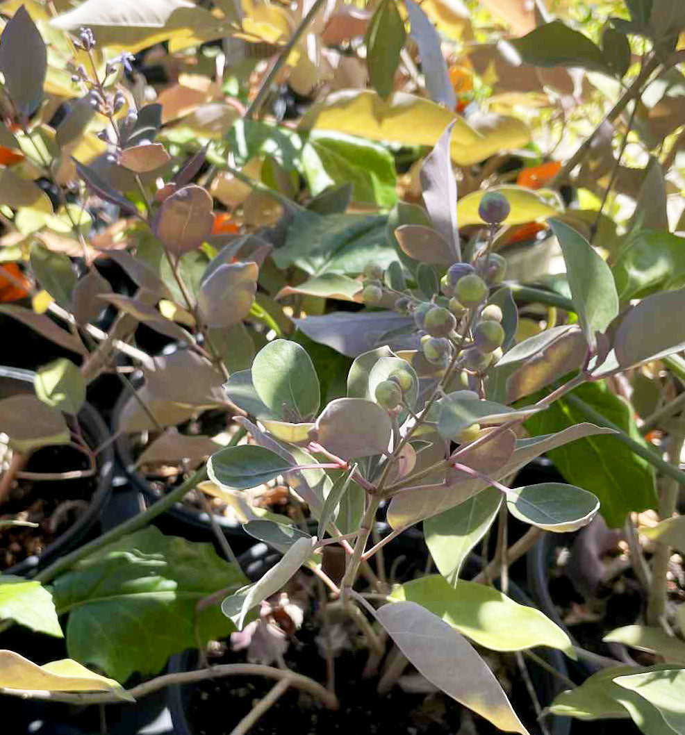 Vitex Trifolia 'Purpurea' --Arabian Lilac-- - Austin Nursery