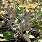 Vitex Trifolia 'Purpurea' --Arabian Lilac--