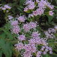 Fleishmannia incarnata --Pink Mistflower--