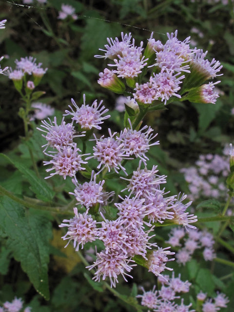 Fleishmannia incarnata --Pink Mistflower--