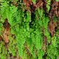 Adiantum capillus-veneris --Maidenhair Fern--