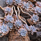 Graptopetalum paraguayense --Ghost Plant--