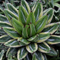 Agave victoriae-reginae 'Sasanoyuki Shiro Fukurin' --Creamy Edge Queen Victoria Agave--