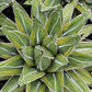 Agave victoriae-reginae --Tora Fu Queen Victoria Agave--