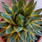 Agave victoriae-reginae --Tora Fu Queen Victoria Agave--