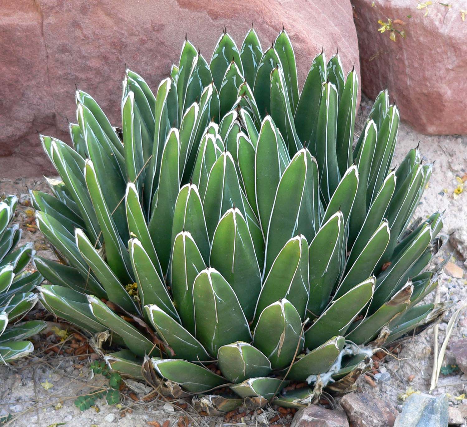 Agave victoriae-reginae --Queen Victoria Agave-- - Plant Delivery