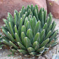 Agave victoriae-reginae --Queen Victoria Agave--