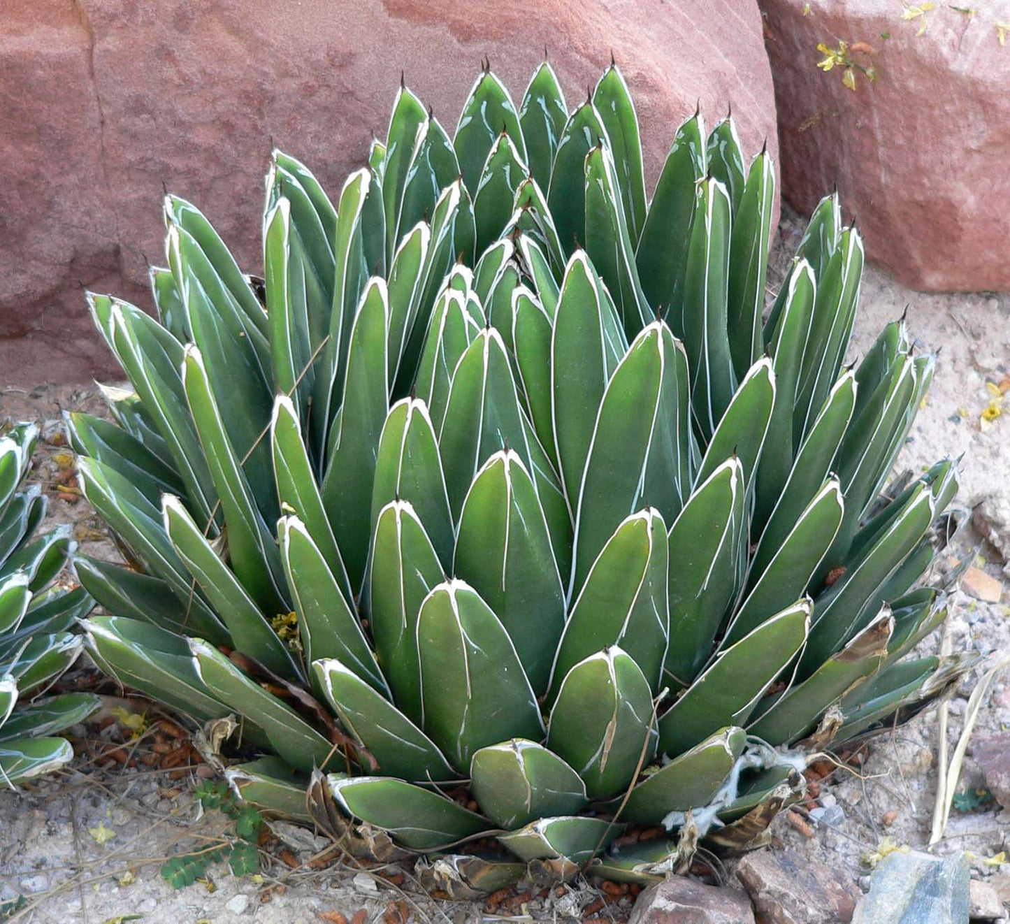 Agave victoriae-reginae --Queen Victoria Agave--