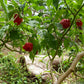 PEPPER 'Ají Chombo' --Capsicum chinense--