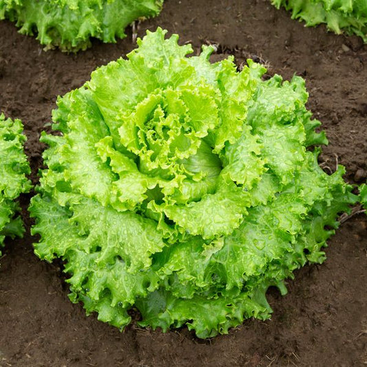 LETTUCE 'Albachiara'