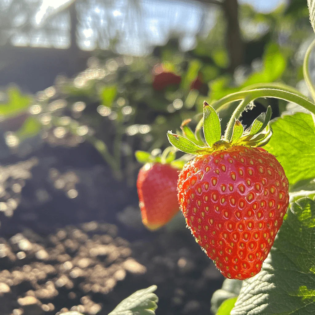 STRAWBERRY 'Albion' --Fragaria x ananassa--