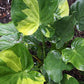 Alocasia cucullata --Yellow Tail Upright Elephant Ear--