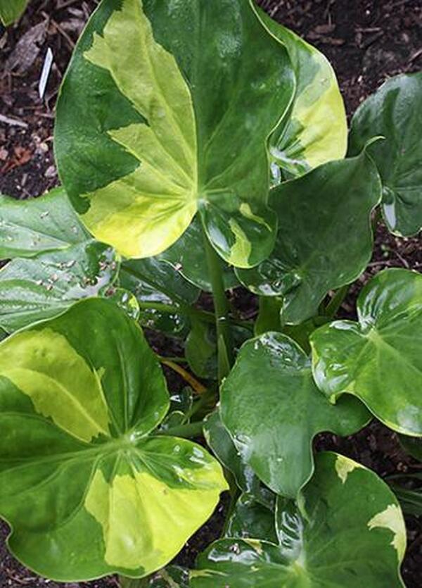 Alocasia cucullata --Yellow Tail Upright Elephant Ear--