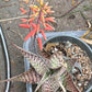 Aloe deltoideodonta 'Delta Lights'