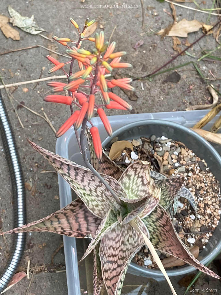 Aloe deltoideodonta 'Delta Lights'