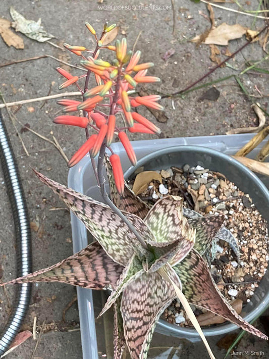 Aloe deltoideodonta 'Delta Lights'