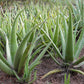 ALOE VERA 'Large-Leaf' --Aloe barbadensis--