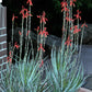 Aloe 'Blue Elf'