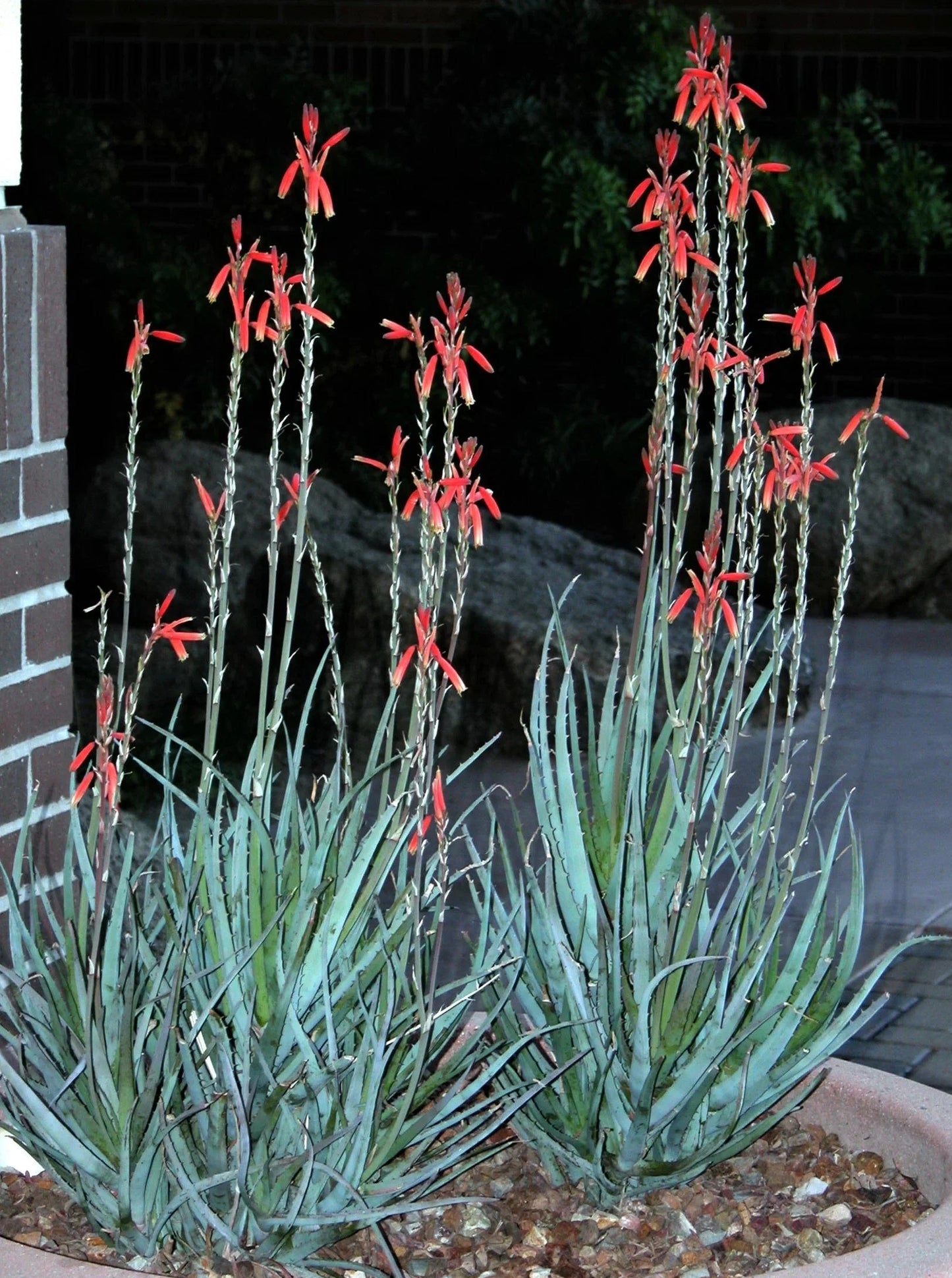 Aloe 'Blue Elf'