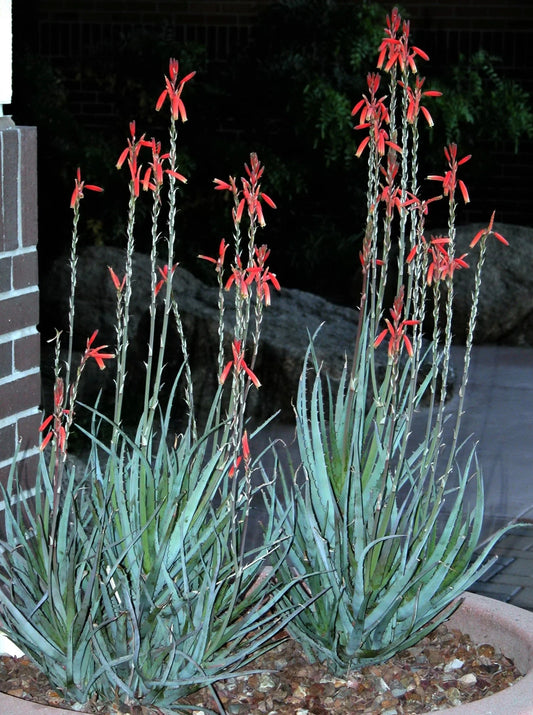 Aloe 'Blue Elf'